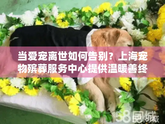 当爱宠离世如何告别？上海宠物殡葬服务中心提供温暖善终方案