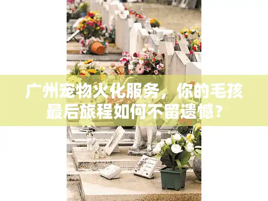 广州宠物火化服务，你的毛孩最后旅程如何不留遗憾？