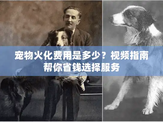 宠物火化费用是多少？视频指南帮你省钱选择服务