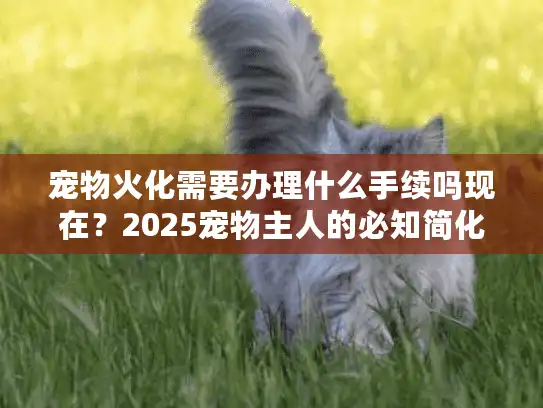 宠物火化需要办理什么手续吗现在？2025宠物主人的必知简化步骤