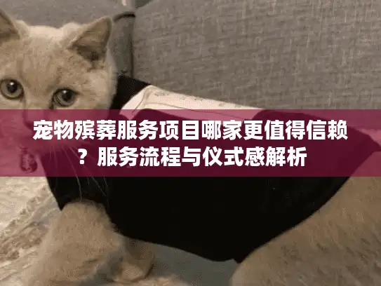 宠物殡葬服务项目哪家更值得信赖？服务流程与仪式感解析
