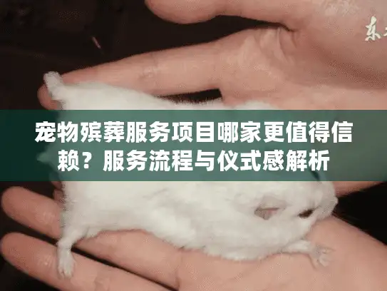 宠物殡葬服务项目哪家更值得信赖？服务流程与仪式感解析