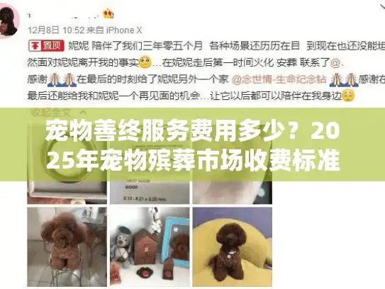 宠物善终服务费用多少？2025年宠物殡葬市场收费标准全面解读