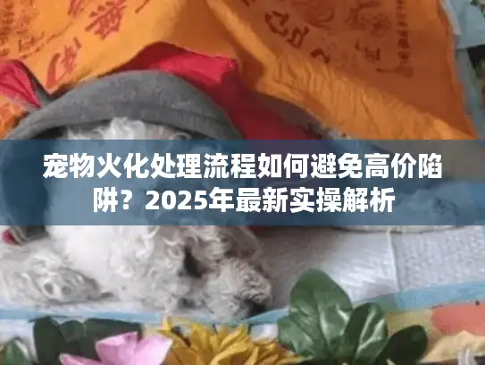 宠物火化处理流程如何避免高价陷阱？2025年最新实操解析