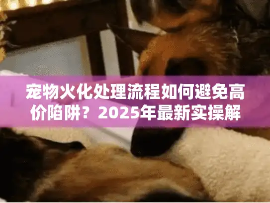 宠物火化处理流程如何避免高价陷阱？2025年最新实操解析