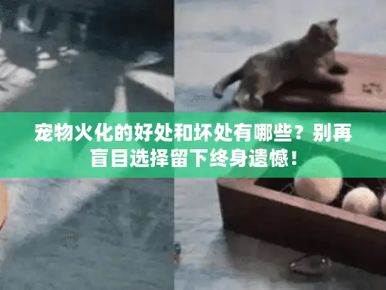 宠物火化的好处和坏处有哪些？别再盲目选择留下终身遗憾！