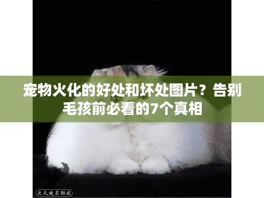 宠物火化的好处和坏处图片？告别毛孩前必看的7个真相