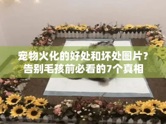 宠物火化的好处和坏处图片？告别毛孩前必看的7个真相