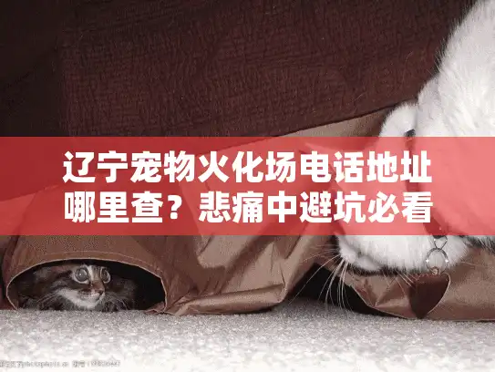 辽宁宠物火化场电话地址哪里查？悲痛中避坑必看指南