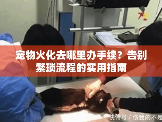 宠物火化去哪里办手续？告别繁琐流程的实用指南