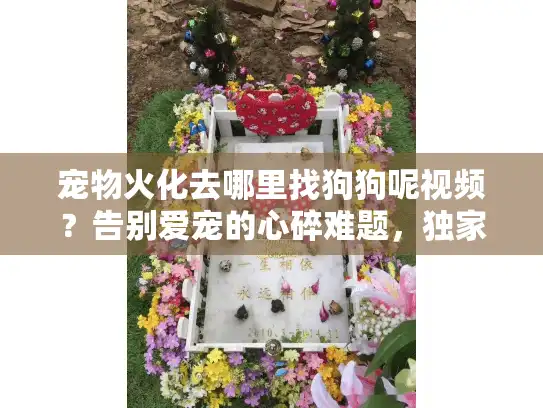 宠物火化去哪里找狗狗呢视频？告别爱宠的心碎难题，独家实战破解