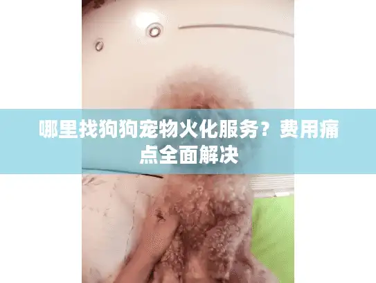 哪里找狗狗宠物火化服务？费用痛点全面解决