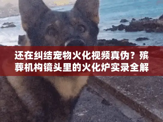 还在纠结宠物火化视频真伪？殡葬机构镜头里的火化炉实录全解析