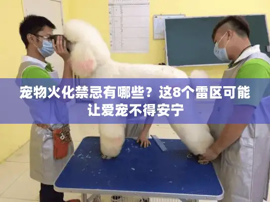 宠物火化禁忌有哪些？这8个雷区可能让爱宠不得安宁
