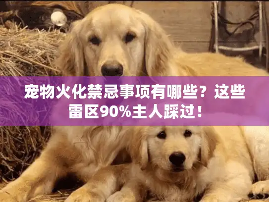宠物火化禁忌事项有哪些？这些雷区90%主人踩过！