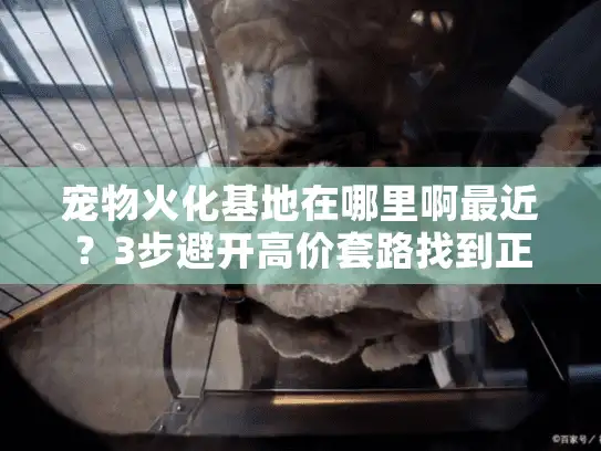 宠物火化基地在哪里啊最近？3步避开高价套路找到正规点