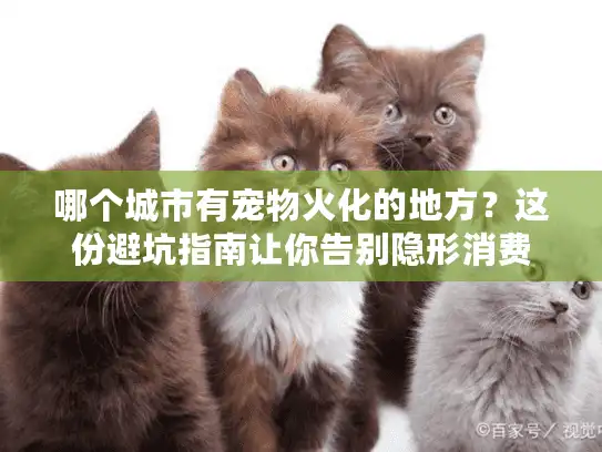 哪个城市有宠物火化的地方？这份避坑指南让你告别隐形消费