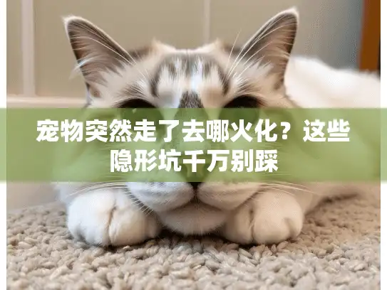 宠物突然走了去哪火化？这些隐形坑千万别踩