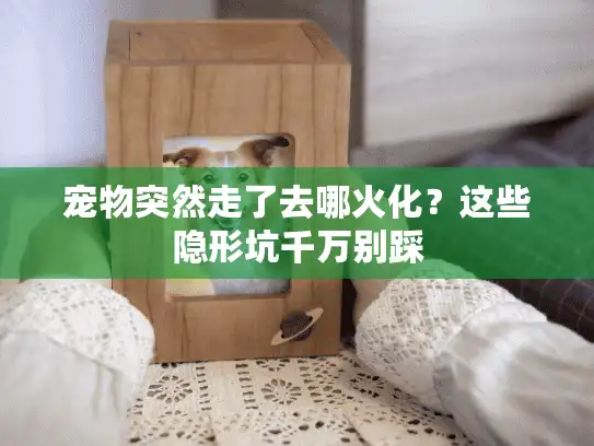 宠物突然走了去哪火化？这些隐形坑千万别踩