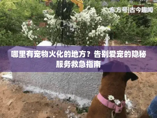 哪里有宠物火化的地方？告别爱宠的隐秘服务救急指南