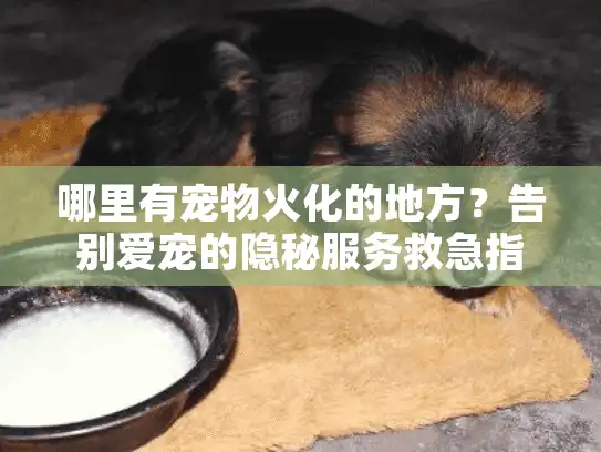 哪里有宠物火化的地方？告别爱宠的隐秘服务救急指南