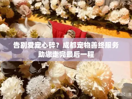 告别爱宠心碎？成都宠物善终服务助您走完最后一程