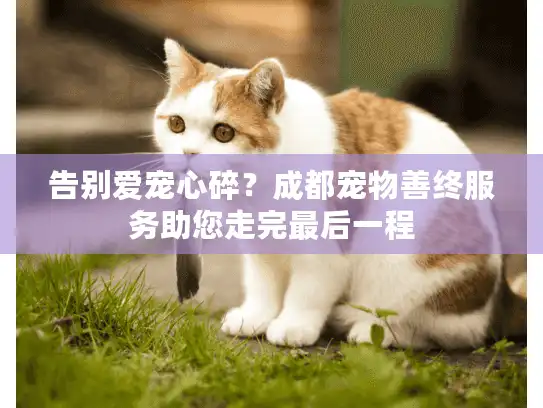 告别爱宠心碎？成都宠物善终服务助您走完最后一程