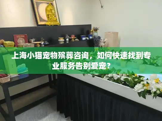上海小猫宠物殡葬咨询，如何快速找到专业服务告别爱宠？