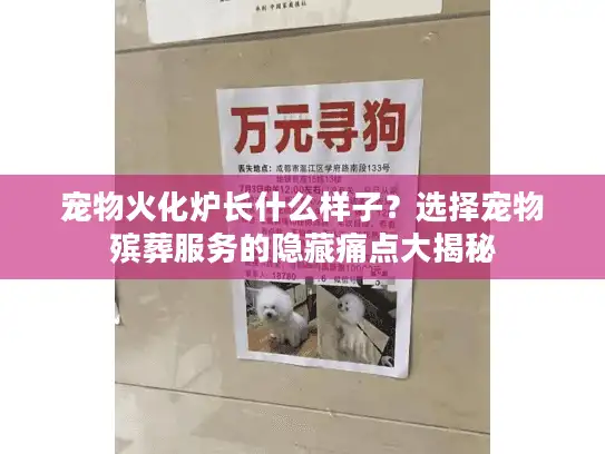 宠物火化炉长什么样子？选择宠物殡葬服务的隐藏痛点大揭秘