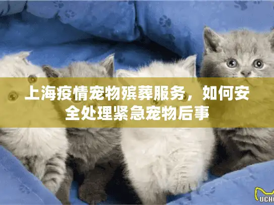 上海疫情宠物殡葬服务，如何安全处理紧急宠物后事
