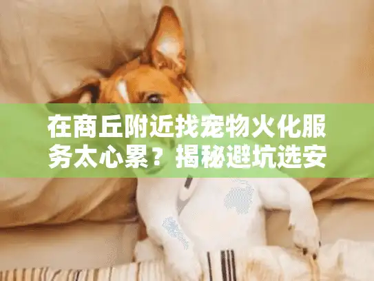 在商丘附近找宠物火化服务太心累？揭秘避坑选安心告别的实战技巧