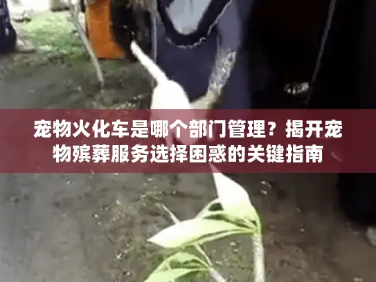 宠物火化车是哪个部门管理？揭开宠物殡葬服务选择困惑的关键指南