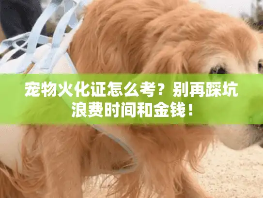 宠物火化证怎么考？别再踩坑浪费时间和金钱！