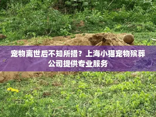 宠物离世后不知所措？上海小猫宠物殡葬公司提供专业服务