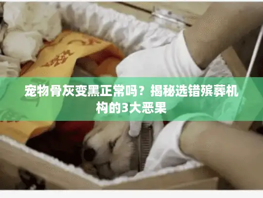 宠物骨灰变黑正常吗？揭秘选错殡葬机构的3大恶果