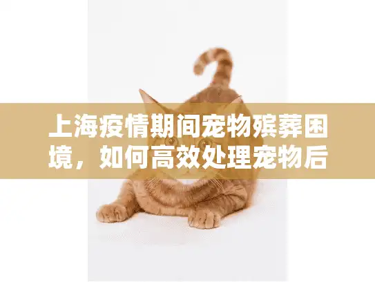 上海疫情期间宠物殡葬困境，如何高效处理宠物后事？