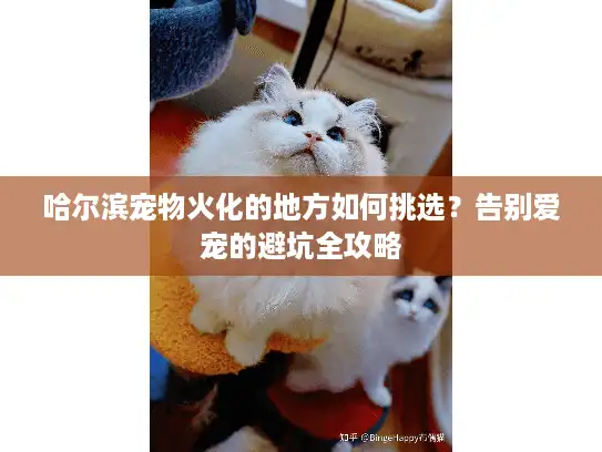 哈尔滨宠物火化的地方如何挑选？告别爱宠的避坑全攻略