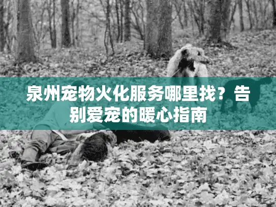 泉州宠物火化服务哪里找？告别爱宠的暖心指南