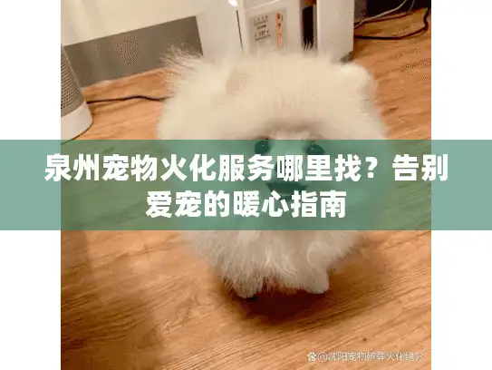 泉州宠物火化服务哪里找？告别爱宠的暖心指南