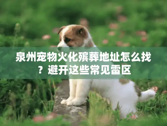 泉州宠物火化殡葬地址怎么找？避开这些常见雷区