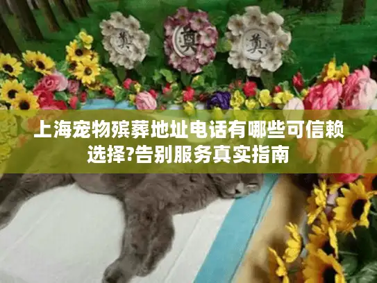 上海宠物殡葬地址电话有哪些可信赖选择?告别服务真实指南