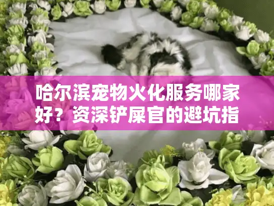 哈尔滨宠物火化服务哪家好？资深铲屎官的避坑指南