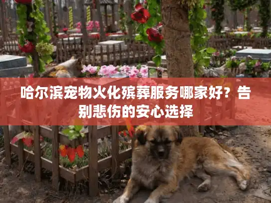 哈尔滨宠物火化殡葬服务哪家好？告别悲伤的安心选择