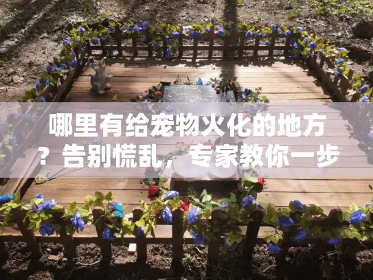 哪里有给宠物火化的地方？告别慌乱，专家教你一步到位处理爱宠后事