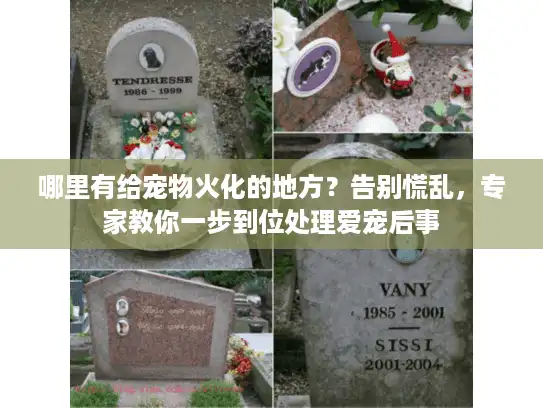 哪里有给宠物火化的地方？告别慌乱，专家教你一步到位处理爱宠后事