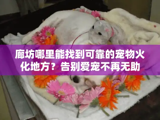 廊坊哪里能找到可靠的宠物火化地方？告别爱宠不再无助
