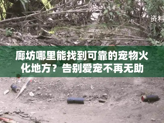 廊坊哪里能找到可靠的宠物火化地方？告别爱宠不再无助