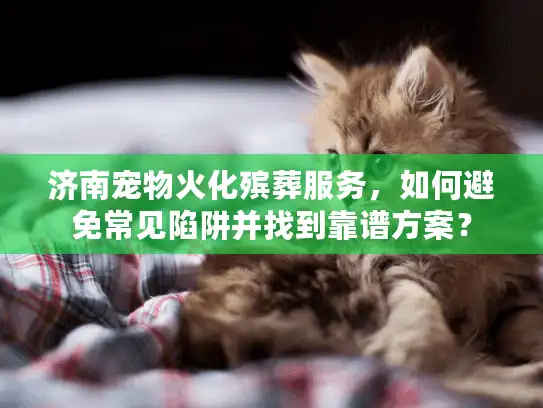 济南宠物火化殡葬服务，如何避免常见陷阱并找到靠谱方案？