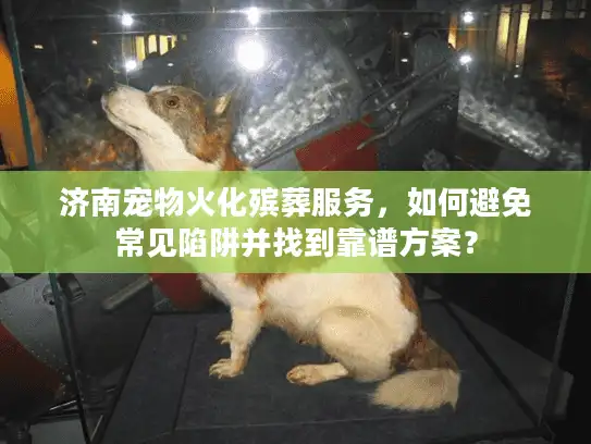 济南宠物火化殡葬服务，如何避免常见陷阱并找到靠谱方案？