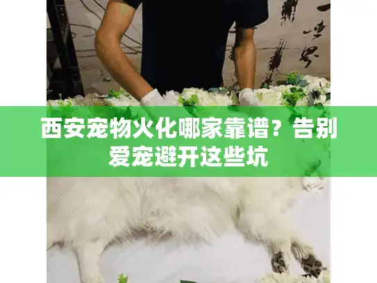 西安宠物火化哪家靠谱？告别爱宠避开这些坑
